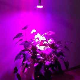 E25 12W 10Red and 2Blue Light LED Spot Bulb Plant Grow Light (AC100-265V)