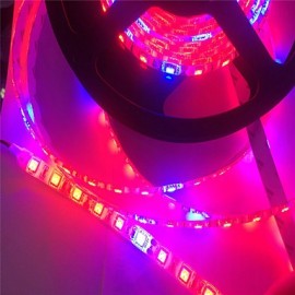 5M 5Red1Blue 300LED SMD5050 IP65 Hydroponic Systems Led Plant Grow Light Waterproof Led(DC12V)