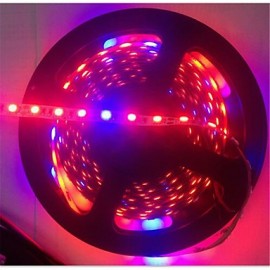 5M 5Red1Blue 300LED SMD5050 IP65 Hydroponic Systems Led Plant Grow Light Waterproof Led(DC12V)